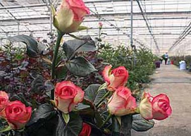 На выращивание роз под Курском потратят 290 миллионов рублей