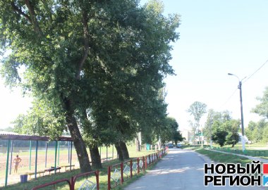 Новый Регион: Тополя на городском пляже Тирасполя заменят дубами